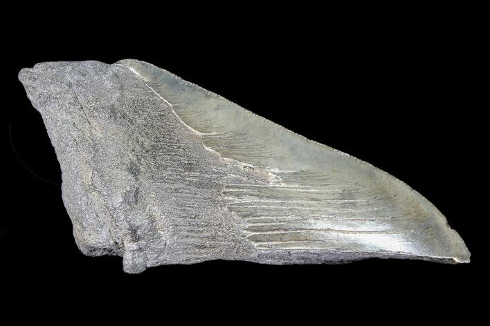Partial Fossil Megalodon Tooth #88640